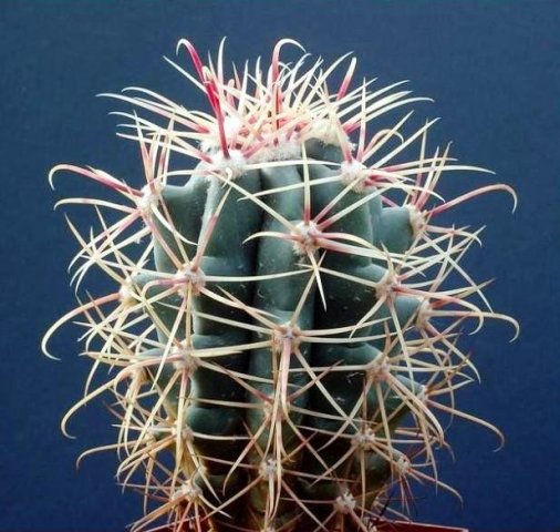 Ferocacus_acanthodes_x_wislizenii